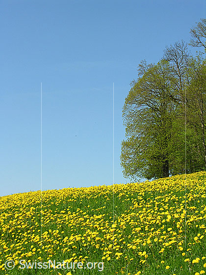 Foto: Wiese mit blühendem Löwenzahn. Waldrand und blauer Himmel.