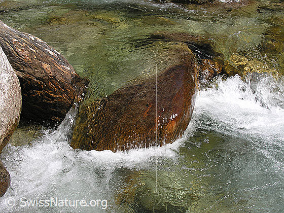 Foto: Klares Wasser in Bergbach (Binna)