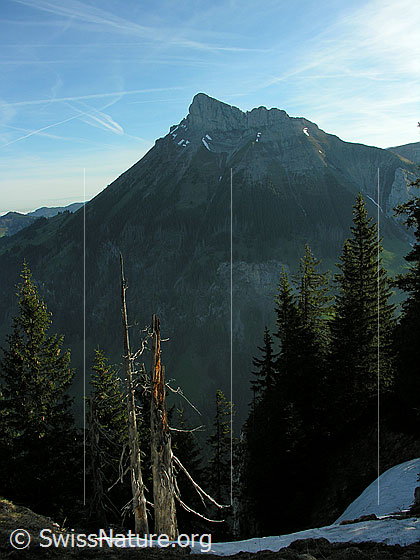 Foto: Im Aufstieg zum Hohgant: Blick zum Schibengütsch. Im Vordergrund ein Baumstrunk.