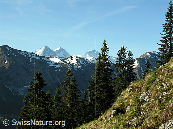 Foto: Im Aufstieg zum Hohgant: Blick über den Brienzergrat zu Eiger, Mönch und Jungfrau.