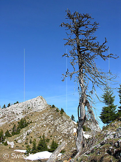 Foto: Im Aufstieg zum Hohgant: Absterbender Baum am Wegrand.