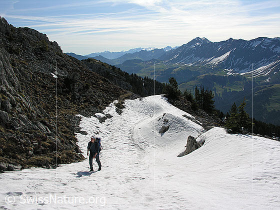 Foto: Im Aufstieg zum Hohgant: Alpinistin auf Schneefeld. Im Hintergrund der Brienzergrat.