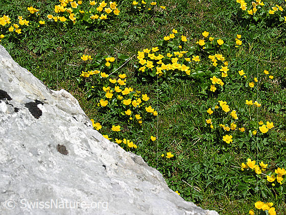 Foto: Sumpf-Dotterblumen im Kontrast zu Kalkfels.
Lat.: Caltha palustris
Familie: Ranunculaceae (Hahnenfussgewächse)