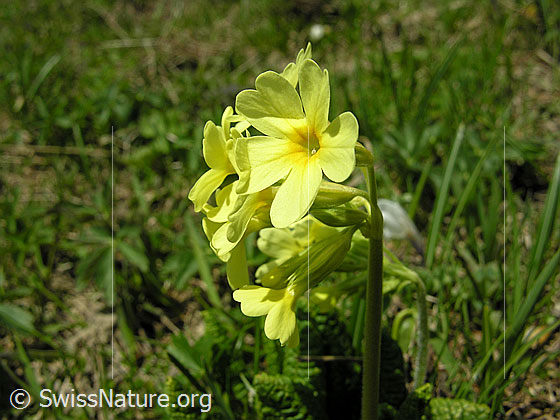 Foto: Wald-Schlüsselblume, Blüte
Lat.: Primula elatior
Familie: Primulaceae