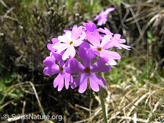Blüten der Mehl-Primel