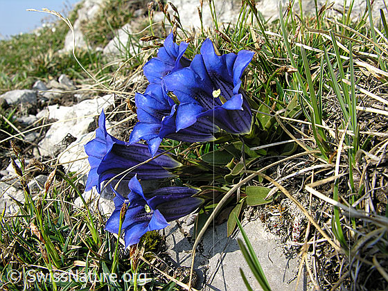 Foto: Culsius Enzian, Gruppe
Lat.: Gentiana clusii
Familie: Gentianaceae (Enziangewächse)