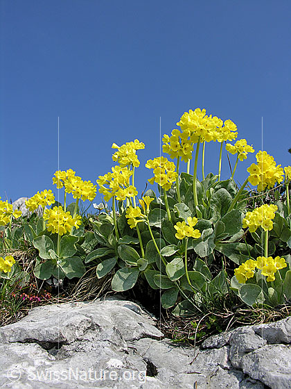Foto: Flühblümchen auf Kalkfels.
Lat.: Primula auricula
Fam: Primulaceae