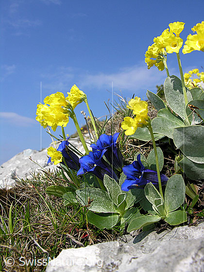 Foto: Flühblümchen und Clusius