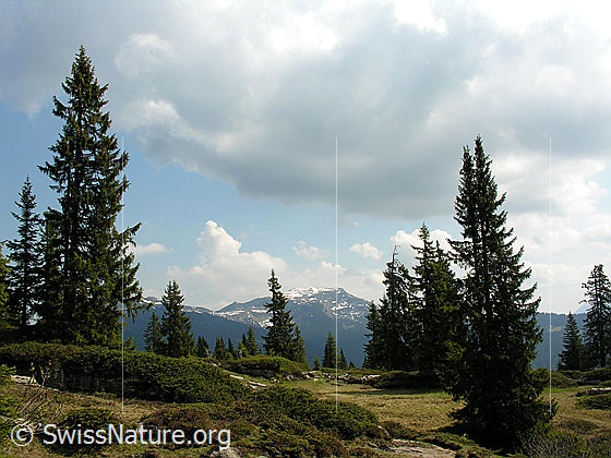 Foto: Lichter Wald und Moorgebiet im Seefeld. Blick zur Steinigi Matte.
