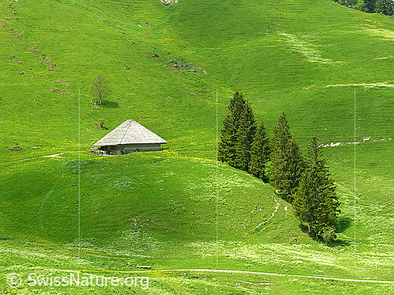 Foto: Alphütte bei Fall. Kleines Wäldchen.
