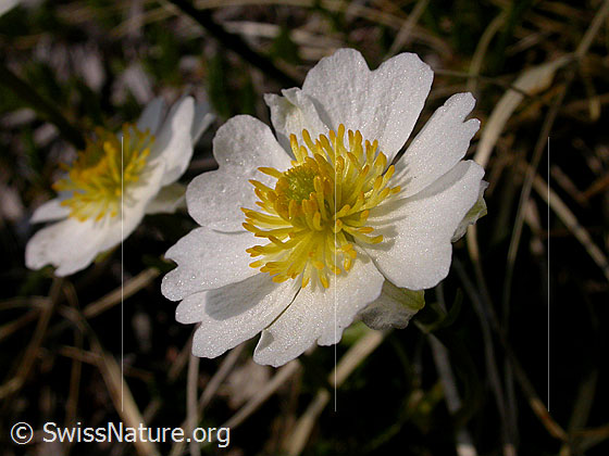 Foto: Alpen-Hahnenfuss, Blüte
Lat.: Ranunculus alpestris
Familie: Ranunculaceae (Hahnenfussgewächse)