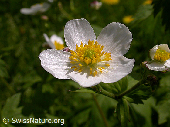 Foto: Eisenhutblättriger Hahnenfuss, Blüte
Lat.: Ranunculus aconitifolius
Familie: Ranunculaceae
