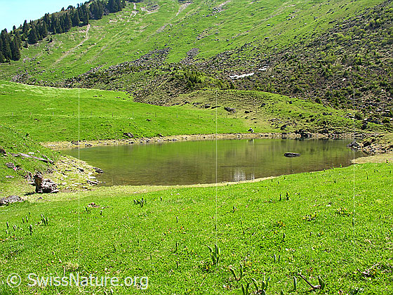 Foto: Grimmisee