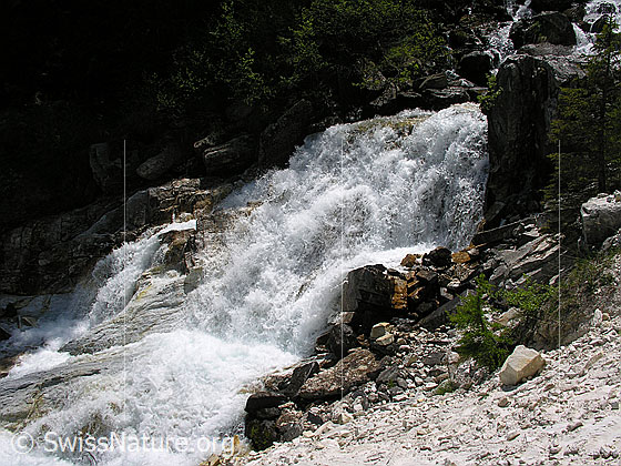 Foto: Schäumender Wasserfall im Mässerbach. Das Wasser fliesst über eine Dolomitstufe.
