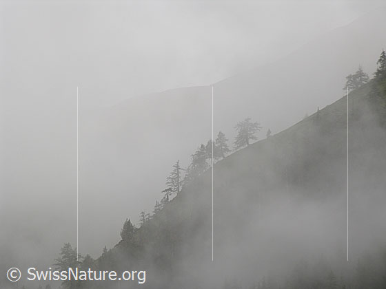 Foto: Bewaldete Kratkante im Nebel.