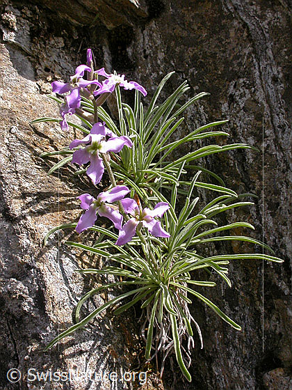 Foto: Walliser Levkoje. Ganze Pflanze.
Lat.: Matthiola valesiaca 
Familie: Brassicaceae (Kreuzblütler)