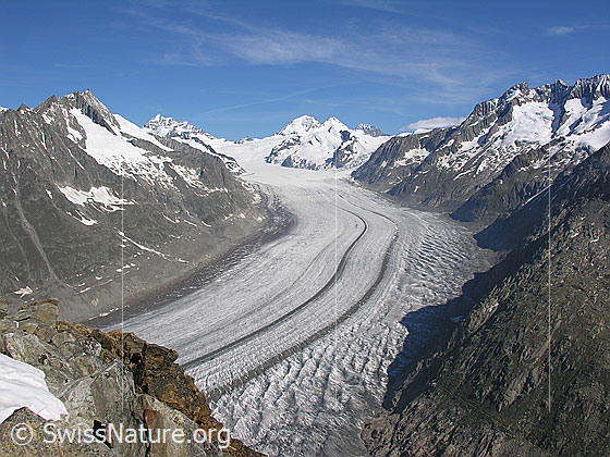 Foto: Blick vom Eggishorn über den Aletschgletscher und Konkordiaplatz zu Dreieckhorn, Jungfrau, Jungfraujoch, Mönch und Trugberg.
