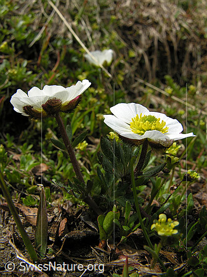 Foto: Alpen-Hahnenfuss
Lat.: Ranunculus alpestris
Familie: Ranunculaceae (Hahnenfussgewächse)