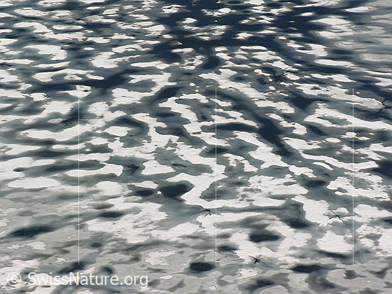Foto: Blick auf den eisbedecktenn Geisspfadsee (Ausschnitt). Auf der Eisoberfläche hat sich durch das Tauen Schmelzwasser angesammelt und es sind bereits Löcher in der Eisdecke entstanden.