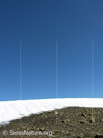 Foto: Schneefeld vor blauem Himmel auf dem Gipfel des Bundstock.