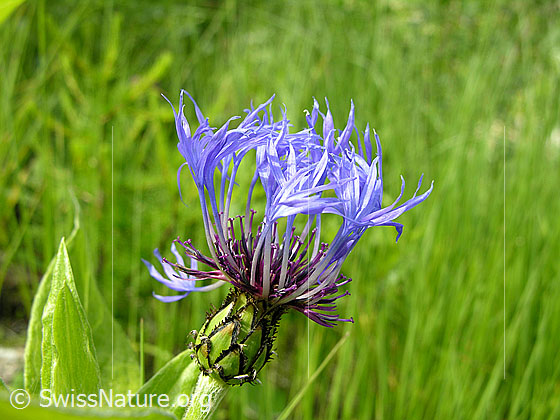 Berg-Flockenblume, Blüte