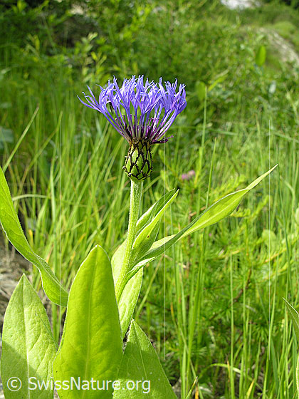 Foto: Berg-Flockenblume 
Lat.: Centaurea montana 
Familie: Asteraceae