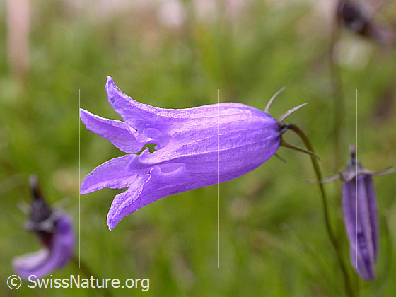 Foto: Ausgeschnittene Glockenblume, Blüte
Lat.: Campanula excisa 
Familie: Campanulaceae (Glockenblumengewächse)