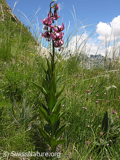Foto: Türkenbund 