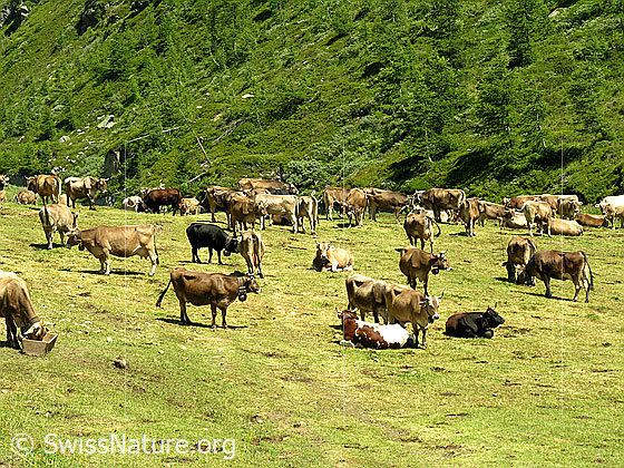 Foto: Weidende Kühe im Saflischtal.