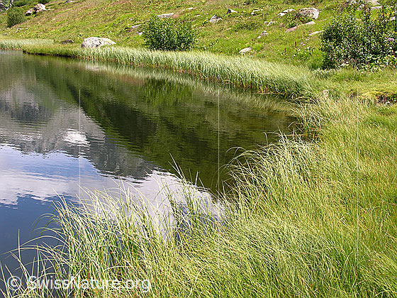 Foto: Gras im Uferbereich des Halsesee und Spiegelung des Ofenhorns.