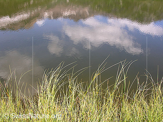 Foto: Halsesee mit Gras im Vordergrund und Spiegelung (Turbechepf, Turbhorn)