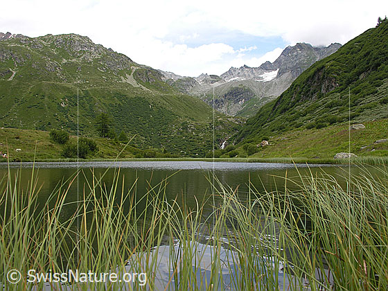 Foto: Blick über den Halsesee Richtung Tälli und Ofenhorn. Durch das Gras am Ufer ist die Spiegelung zu erkennen.