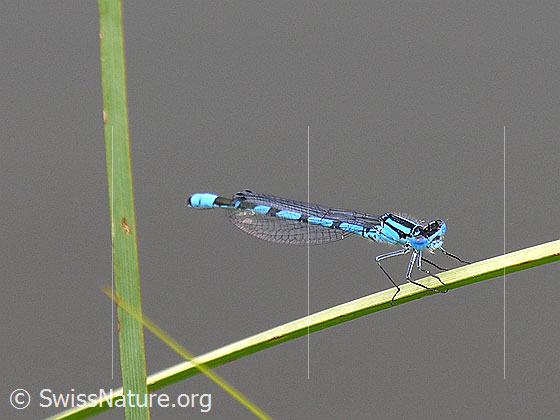 Foto: Speer-Azurjungfer auf Grashalm 
Lat.: Coenagrion hastulatum