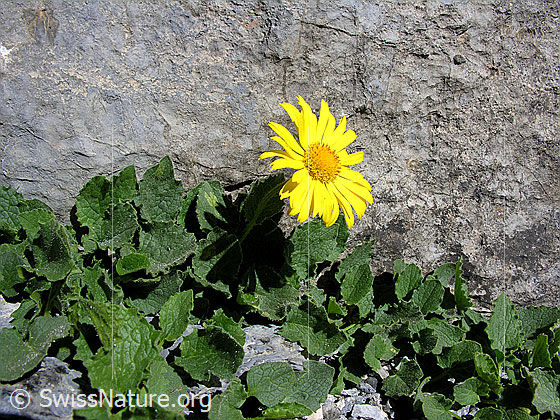 Foto: Grossköpfige Gemswurz
Lat.: Doronicum grandiflorum
Familie: Asteraceae