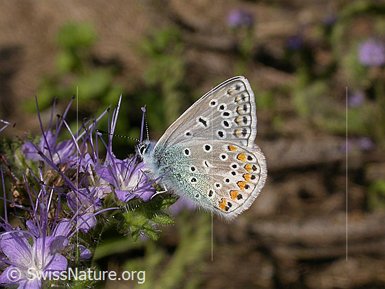 Foto: Hauhechelbläuling (Polyommatus icarus). Männchen. Flügel geschlossen