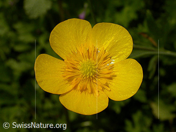 Fries Hahnenfuss (Ranunculus acris friesianus)