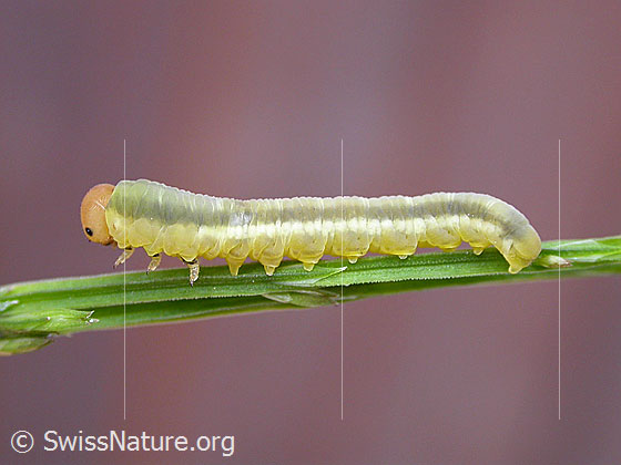 Foto: Unbekannte Raupe.