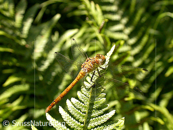 Grosse Heidelibelle (Sympetrum striolatum)