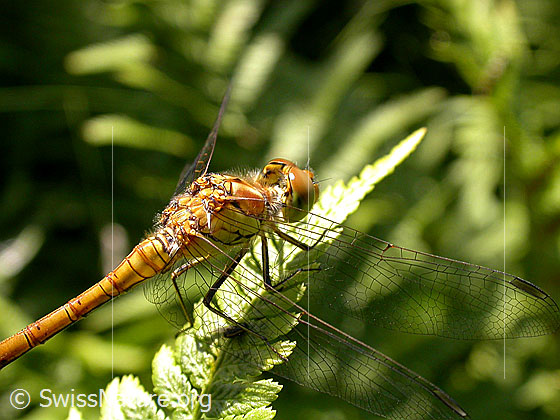 Foto: Wahrscheinlich Grosse Heidelibelle (Sympetrum striolatum). Weibchen. Flügel, Kopf und Körper. Ansicht von der Seite.