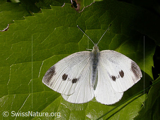Foto: Kleiner Kohlweissling (Pieris rapae) auf Blatt sitzend. Flügel geöffnet. Weibchen.