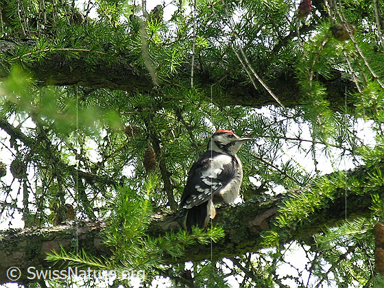 Buntspecht, Jungvogel