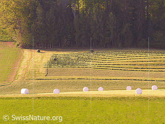 Foto: Heuernte. Das Heu wurde teilweise zu Walmen zusammengefügt und zu Heuballen gepresst. Im Vordergrund liegen Siloballen auf dem Feld.