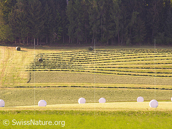 Foto: Heuernte. Das Heu wurde teilweise zu Walmen zusammengefügt und zu Heuballen gepresst. Im Vordergrund liegen Siloballen auf dem Feld.