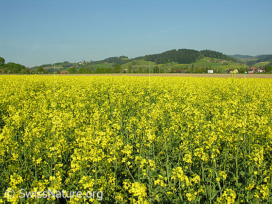 Foto: Ebene mit blühendem Rapsfeld.
Raps
Lat.: Brassica napus