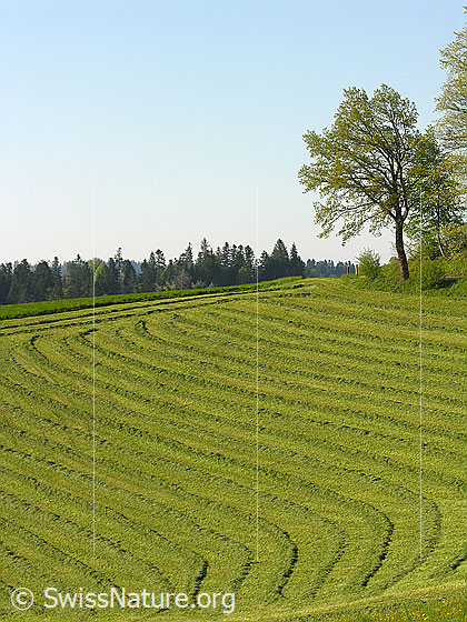Foto: Gemähtes und gewalmtes Gras auf einer landwirtschaftlich genutzten Wiese.