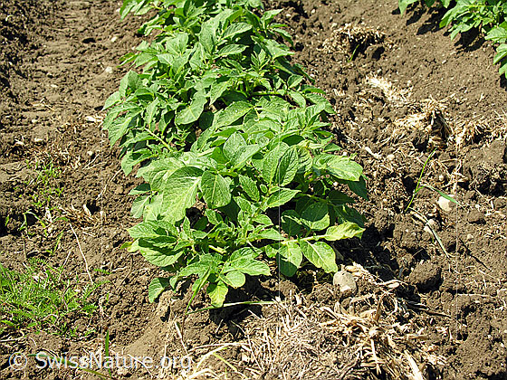 Foto: Kartoffel (Kartoffelstauden)
Lat.: Solanum tuberosum
Familie: Solanaceae