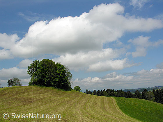 Foto: Gemähte Grasfläche, Hecke, Wiesland und Wald in Emmentaler Hügellandschaft. Darüber befinden sich Kumuluswolken.