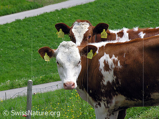 Foto: Zwei Kälber auf der Weide.