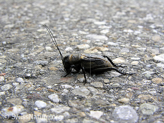 Foto: Feldgrille, Ansicht von der Seite
Familie: Gryllidae (Echte Grillen)
Gattung: Gryllus