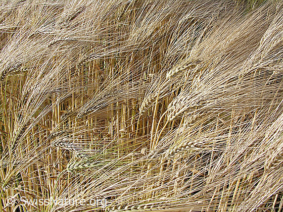 Foto: Vierzeilige Gerste (Saat-Gerste)
Lat.: Hordeum vulgare
Familie: Poaceae